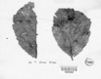 Gnomonia alnea image